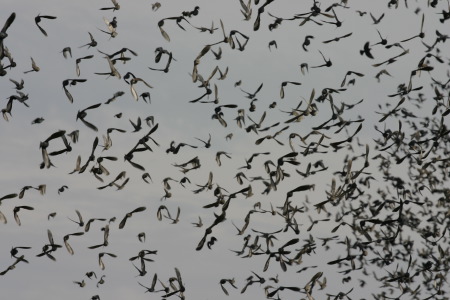 starlings-closeup-2058.JPG