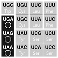 A port of the natural genetic code, including the three stop codons.